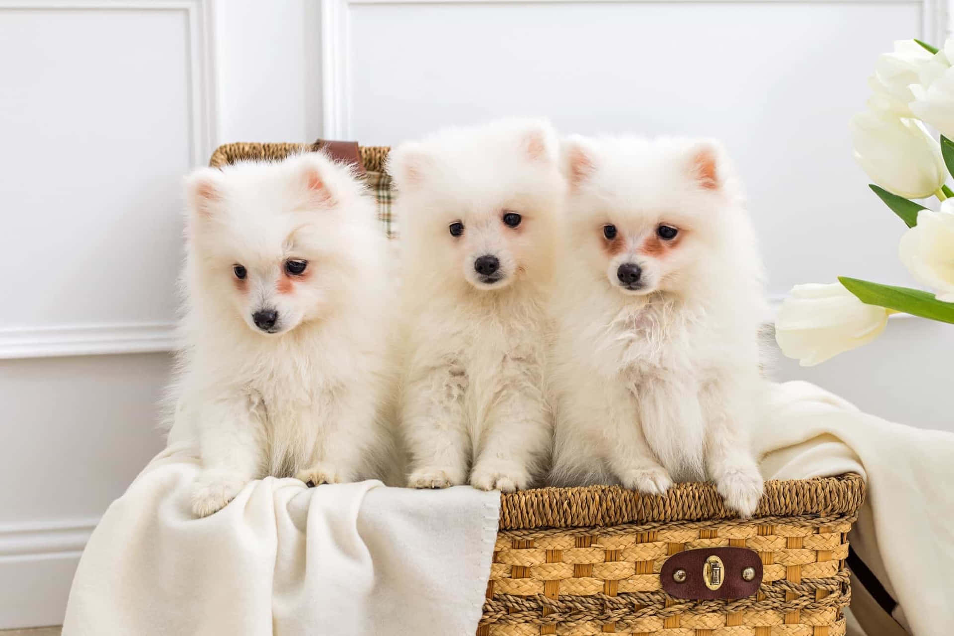 三隻毛茸茸的白色幼犬坐在籃子裡，附近有白色鬱金香。