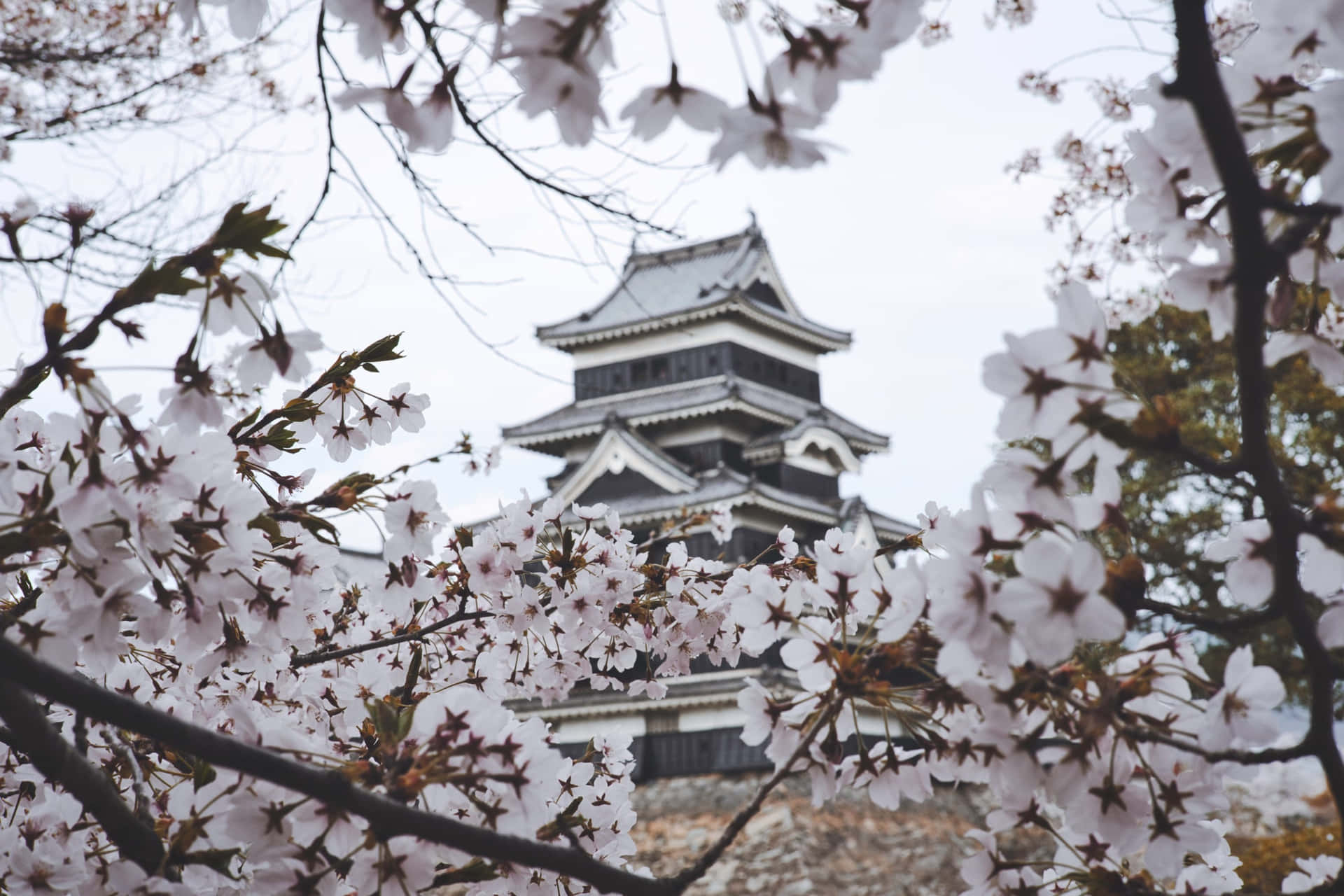 櫻花襯托著傳統日本城堡，天空多雲。