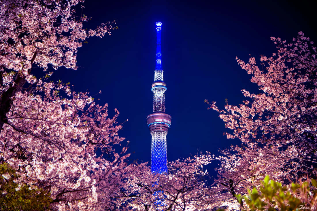 夜晚被櫻花樹環繞的東京晴空塔亮起燈光。