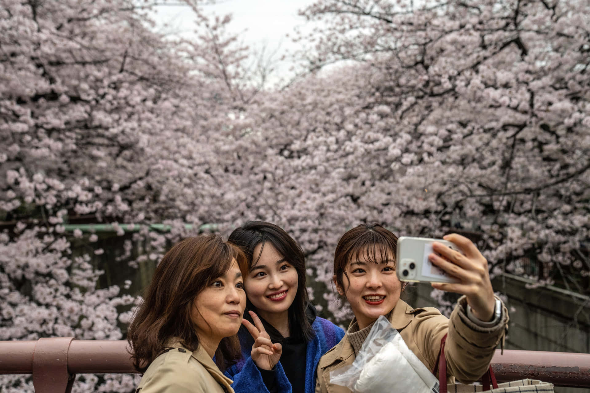 三位女性在櫻花樹下微笑自拍。