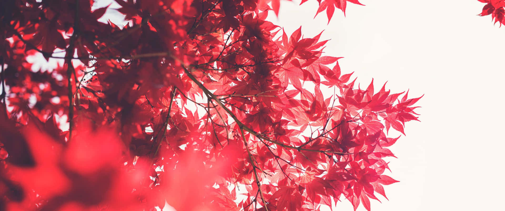 紅色楓葉在白色天空下在陽光中閃耀。