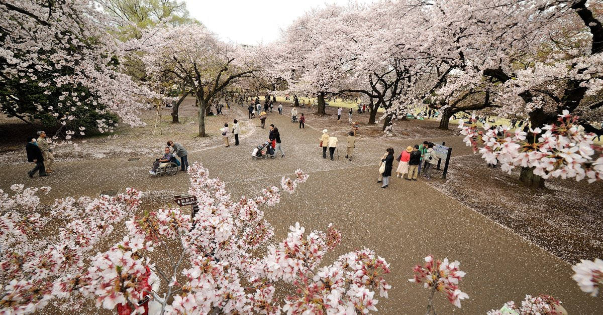 盛開的櫻花樹，人們在公園的小徑上行走。