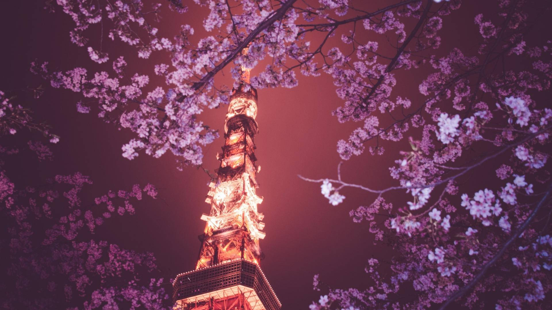 櫻花環繞著夜晚點亮的東京塔。