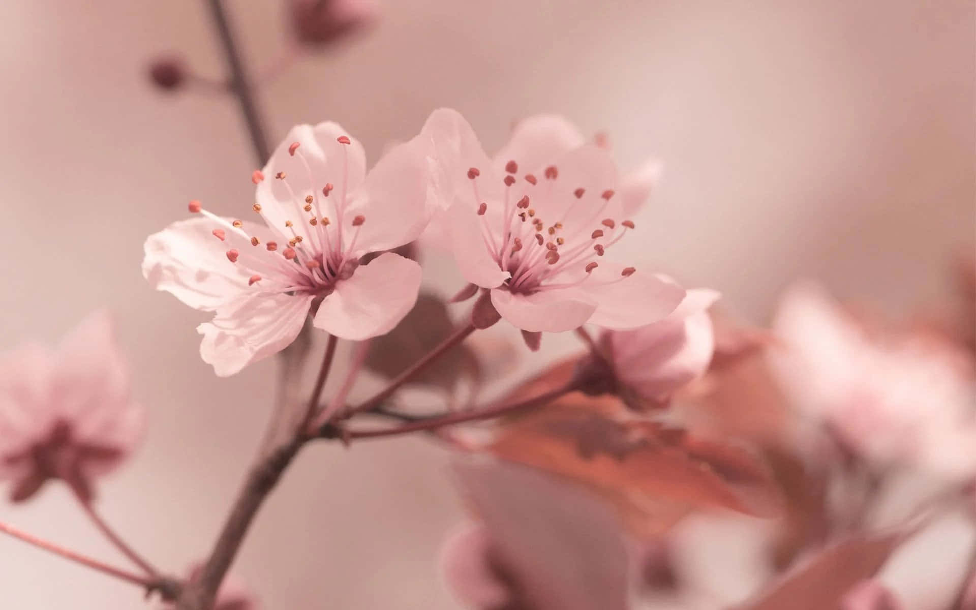 日本櫻花林的絕美風景 壁紙 — 柔和的粉紅櫻花在夢幻般的粉彩背景下，在纖細的枝條上 delicately 綻放。