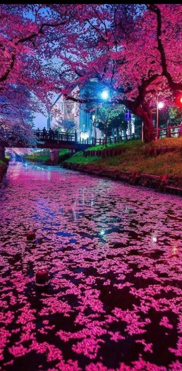 夜晚街燈下，粉紅櫻花漂浮在運河上。
