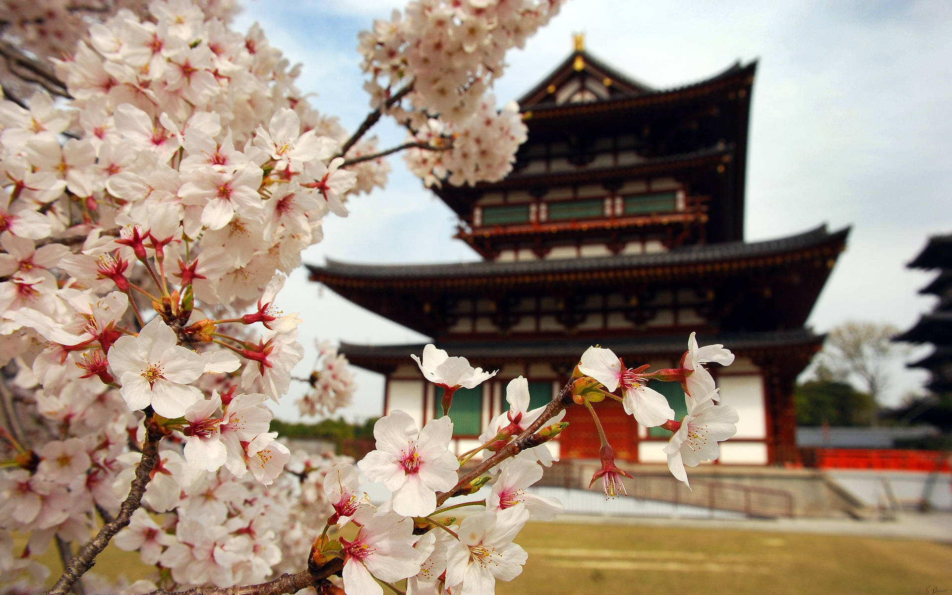 春天日本寺廟前的櫻花。