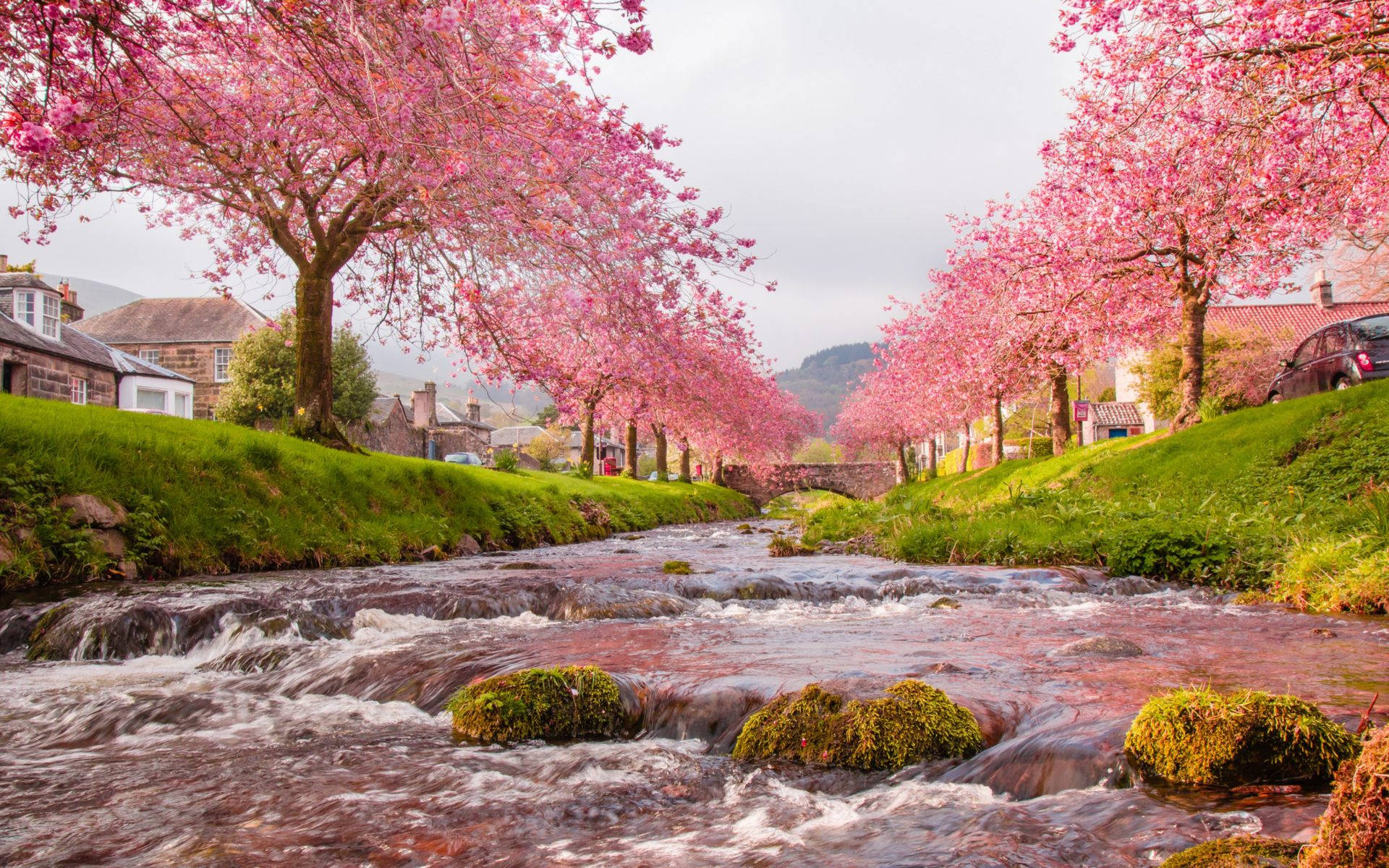日本櫻花盛開的壯麗風景 壁紙 — 一條寧靜的鄉村小溪在鮮豔的粉紅色櫻花拱橋下流過，兩岸綠意盎然。