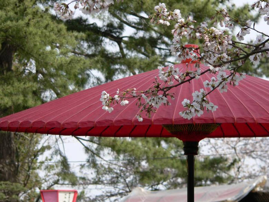 日本櫻花與傳統油紙傘 壁紙 — 一把鮮豔的紅色傳統雨傘，周圍環繞著精緻的白色櫻花和茂密的綠色樹木。