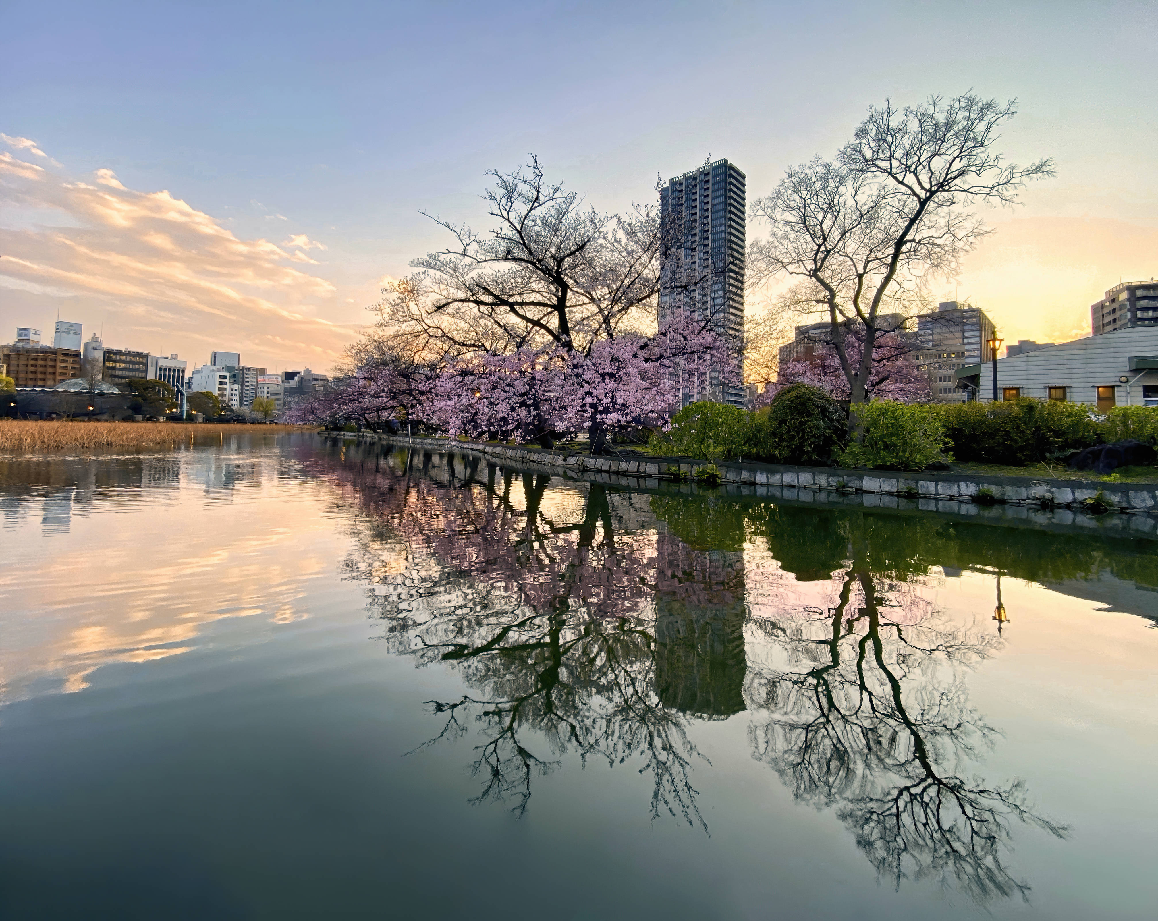 日本櫻花與城市天際線 壁紙 — 櫻花盛開在平靜的河邊，河面倒映著城市建築和柔和的日落天空。