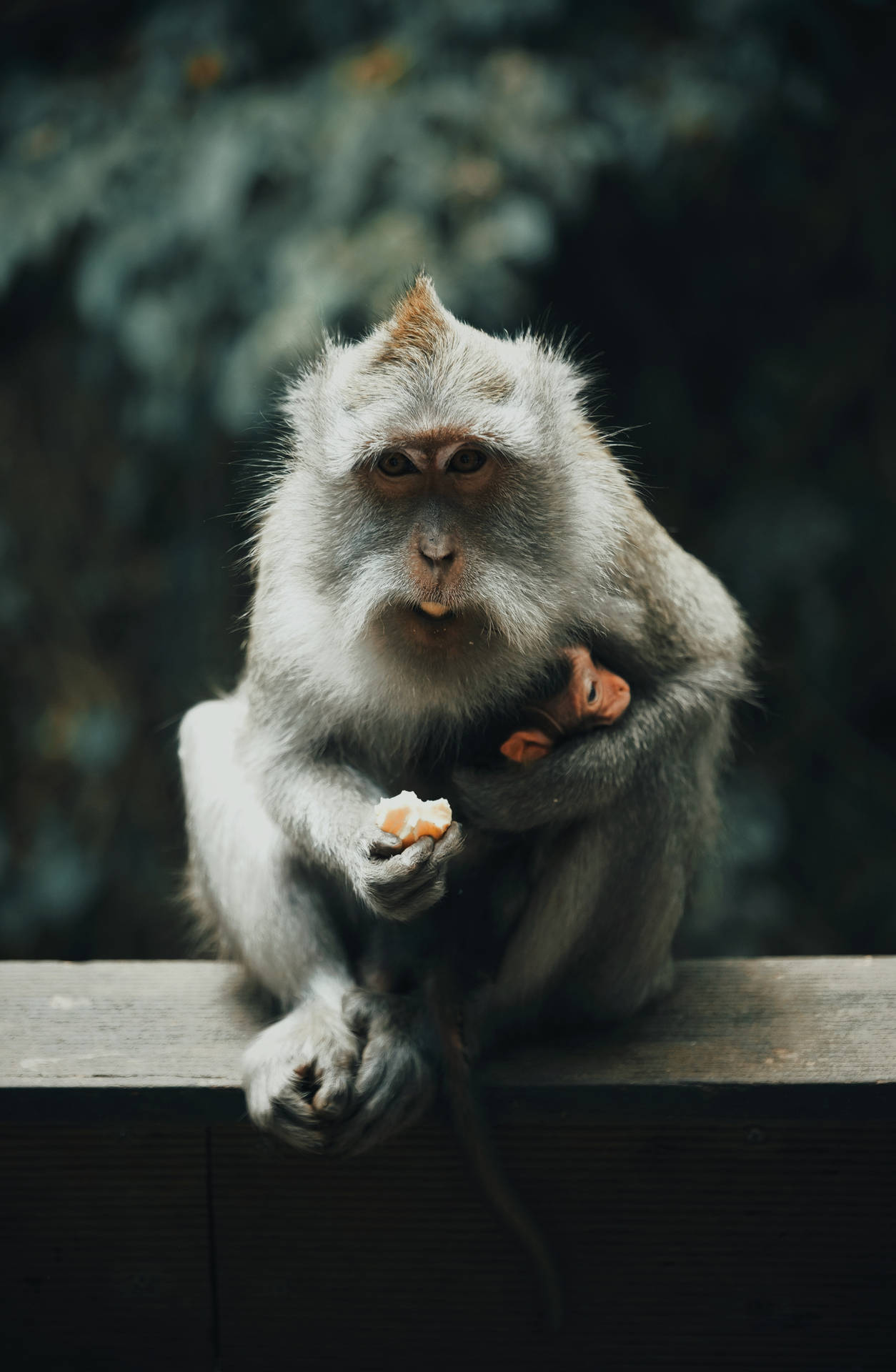 猴媽媽在木欄杆上吃水果時抱著她的寶寶。