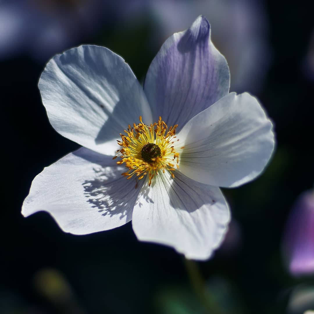 一朵白花，邊緣紫色，花蕊黃色，在黑暗背景下柔焦顯示。