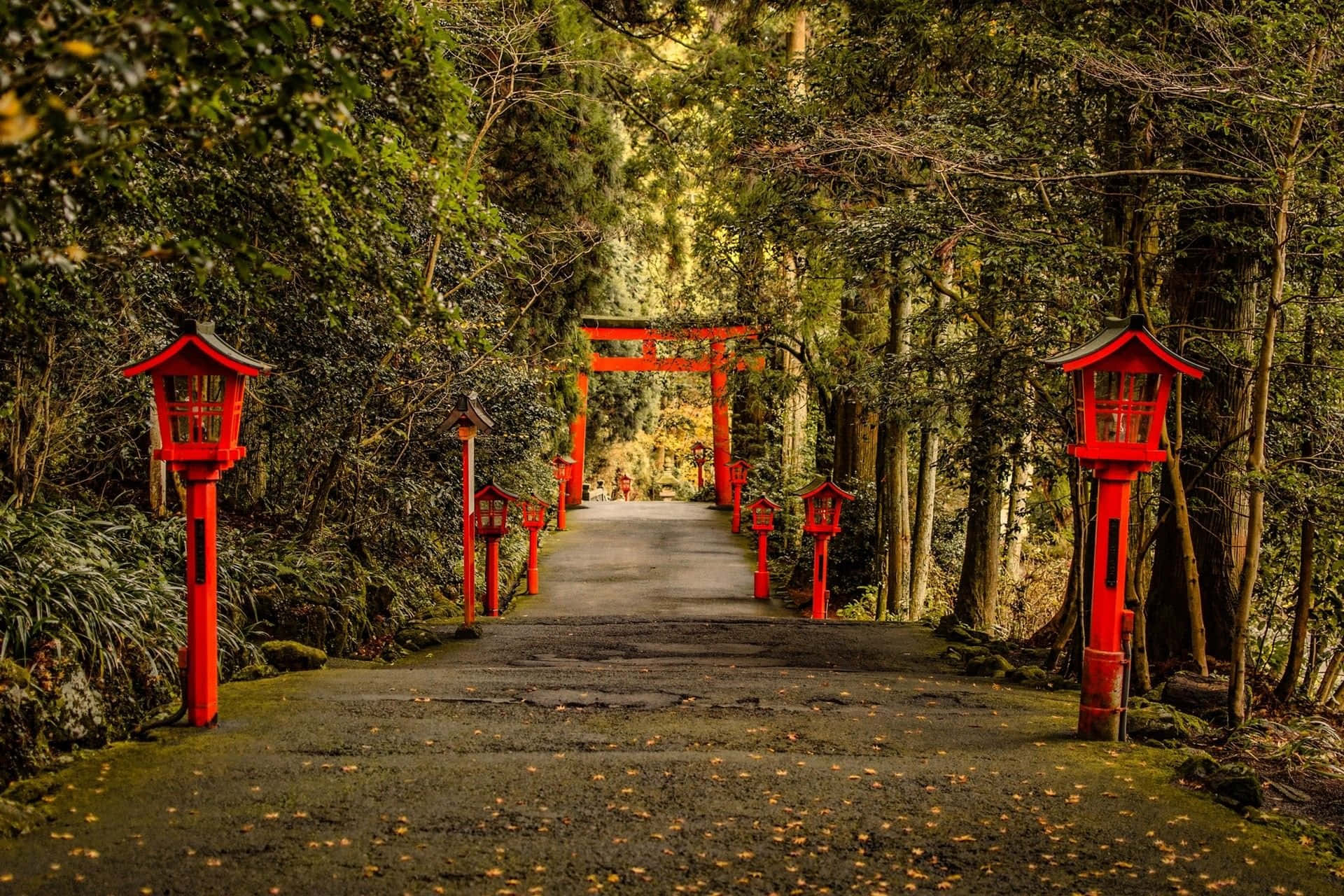 日本箱根神社道路背景 壁紙 — 一條寧靜的森林小徑兩旁掛滿鮮紅色的燈籠，通往遠方沐浴在金色陽光下的鳥居。