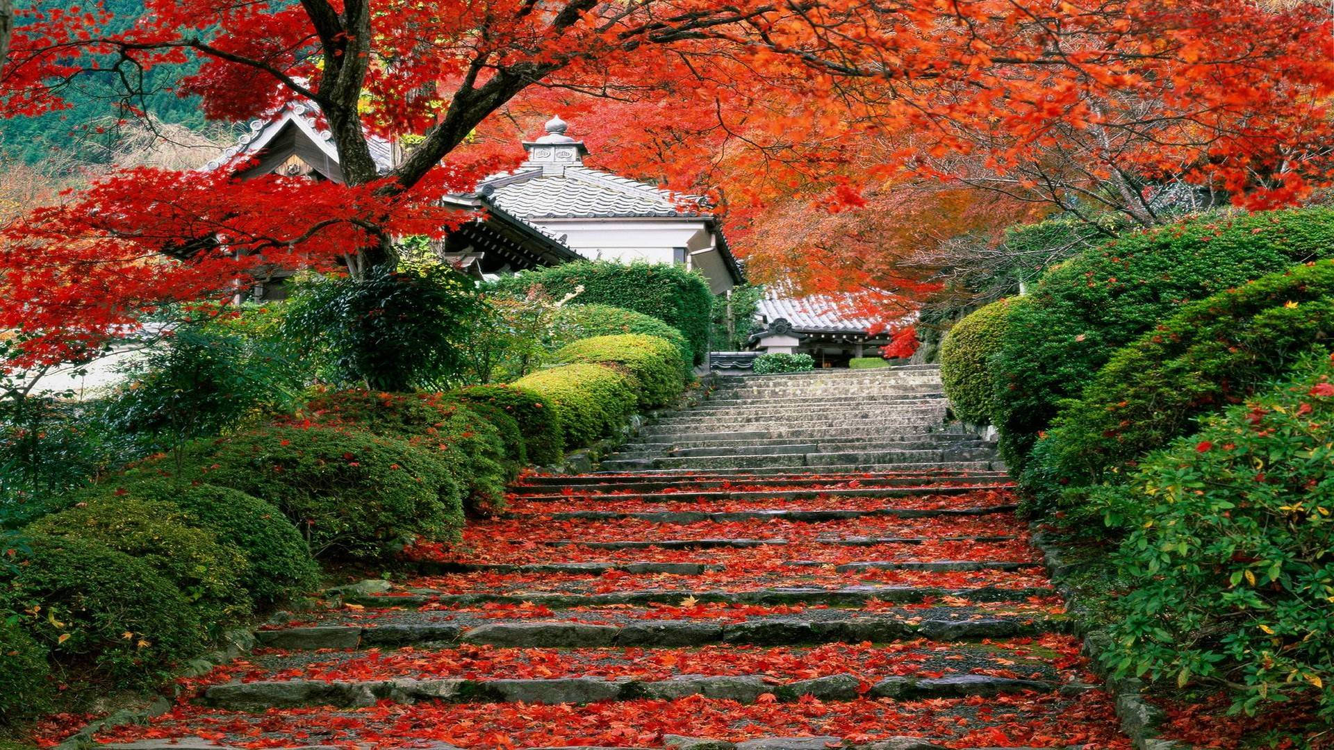 日本自然中的秋葉 壁紙 — 一條鋪滿鮮紅楓葉的石階，通往一座被茂密綠植環繞的傳統日本寺廟。