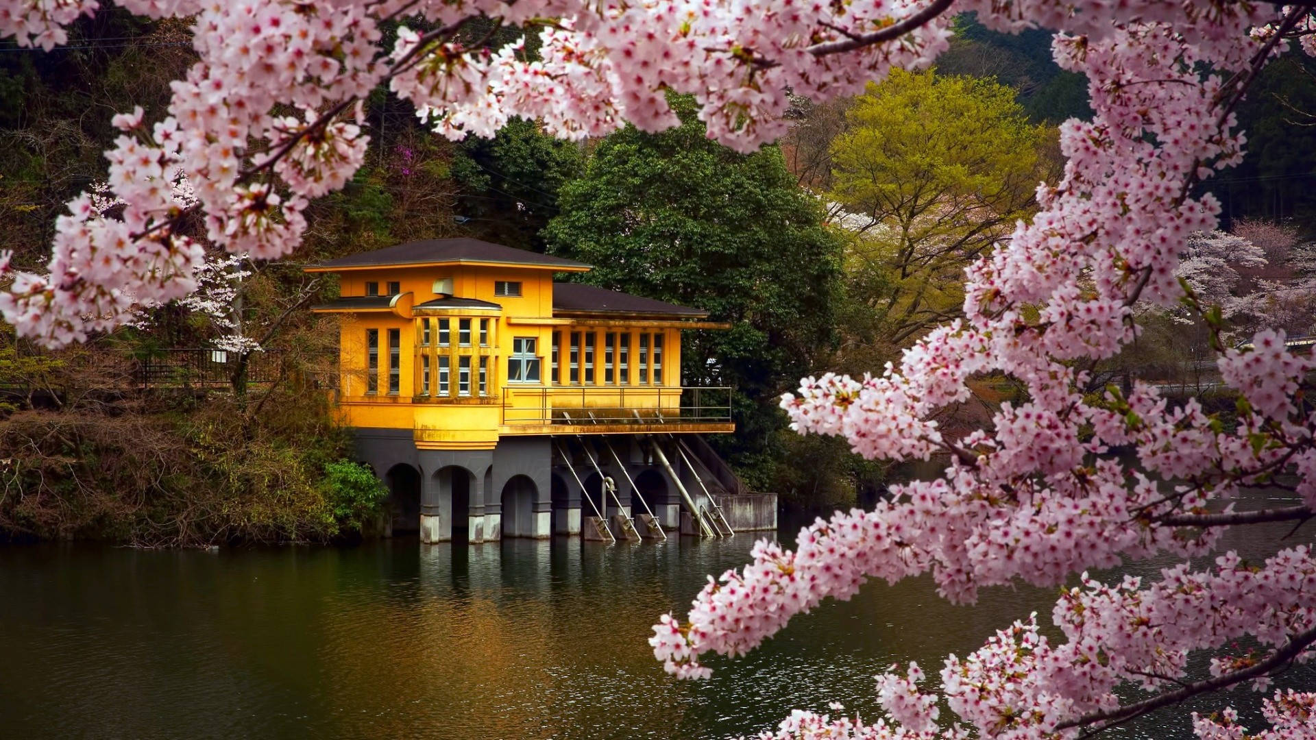 日本自然浮屋 壁紙 — 一間充滿活力的黃色房子漂浮在平靜的水面上，周圍環繞著盛開的粉紅色櫻花瀑布。