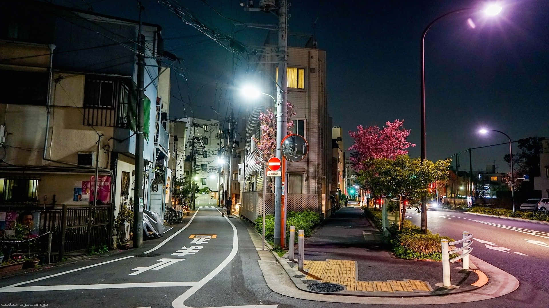 日本夜晚街道，有櫻花樹和發光的街燈。