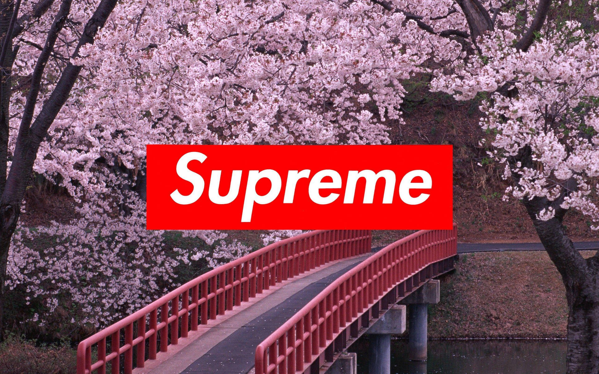 粉紅色櫻花下的紅色橋樑，帶有Supreme標誌疊加。