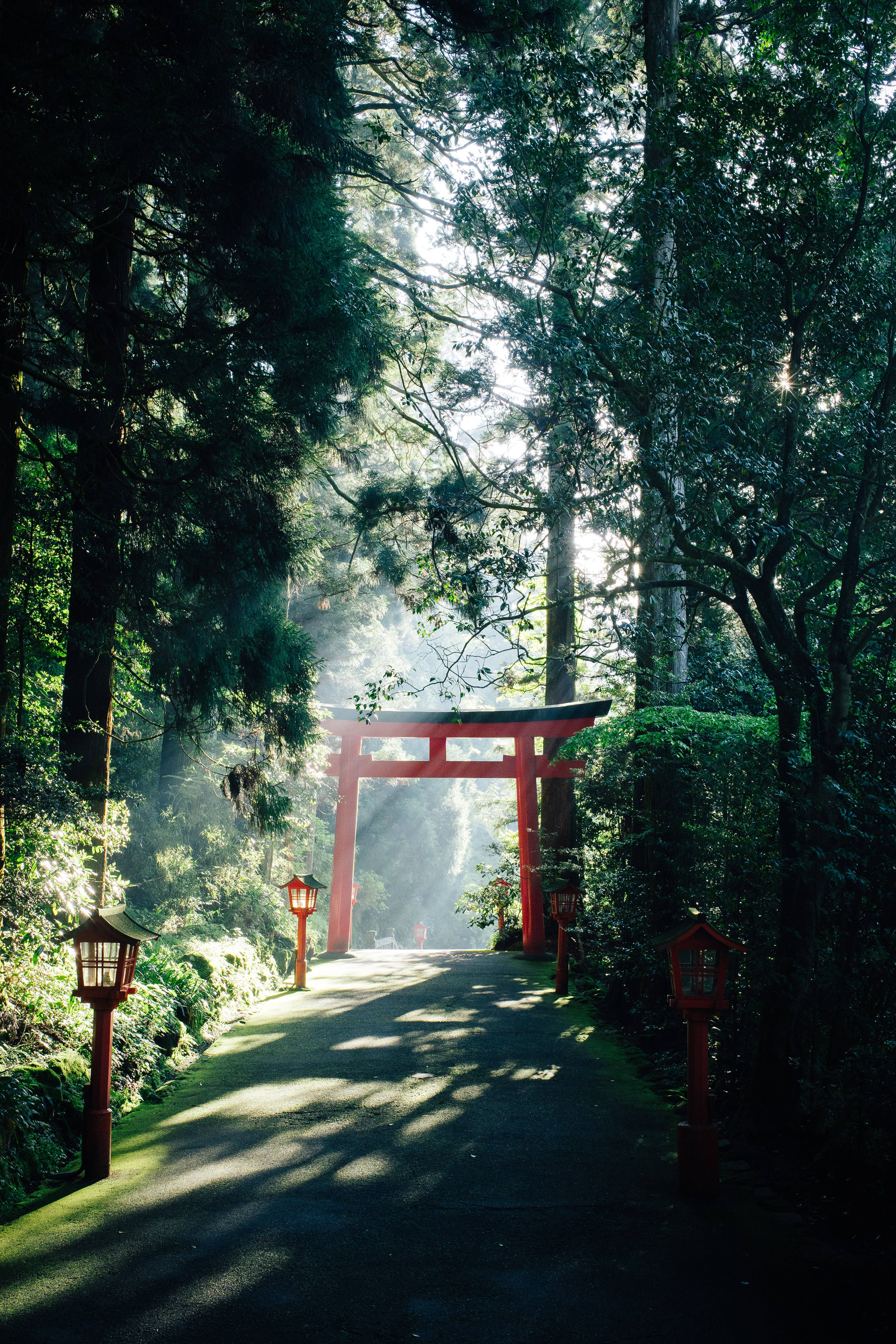 霧氣森林中的紅色鳥居，陽光穿過樹木