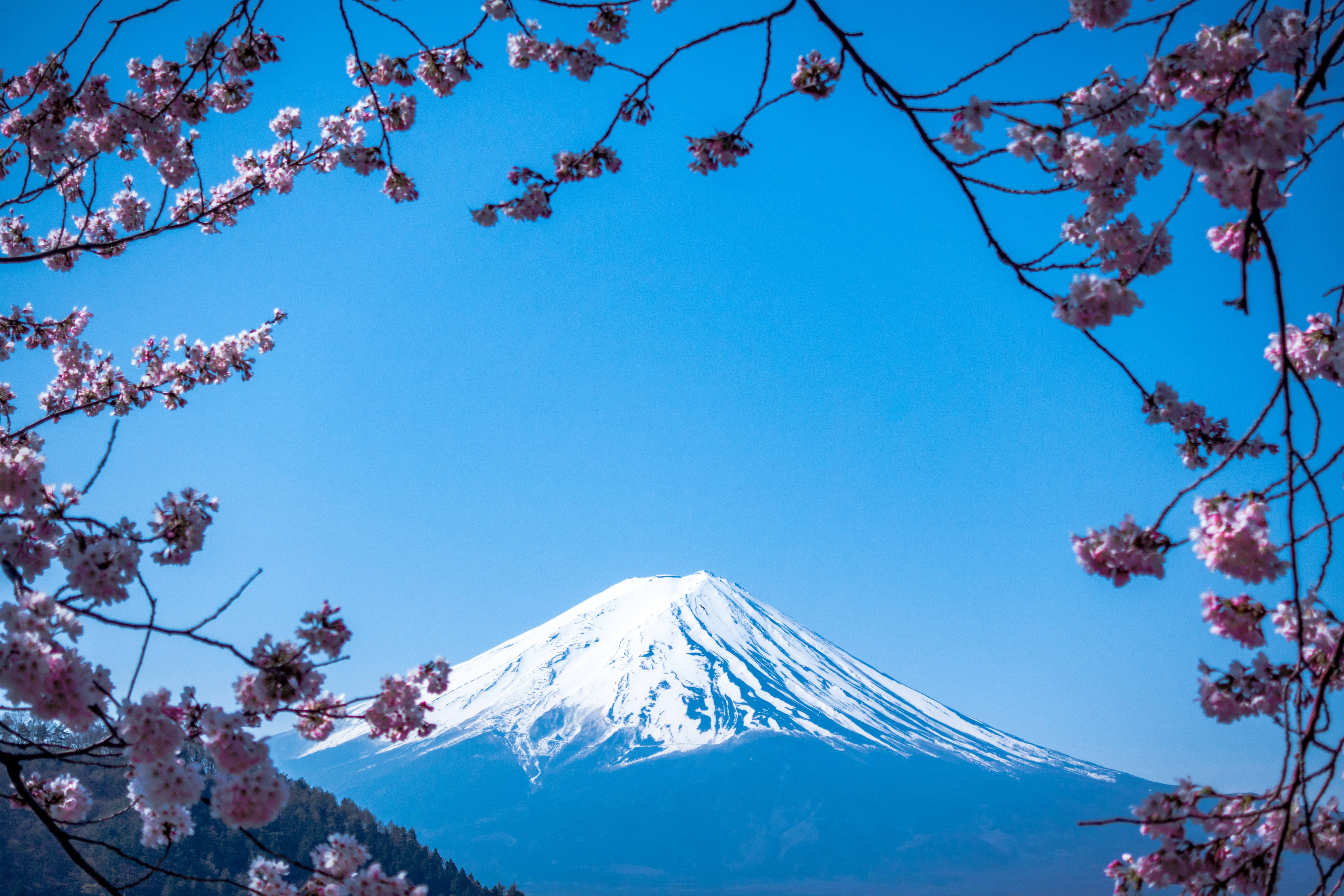 櫻花枝條框住的富士山，背景是清澈的藍天。