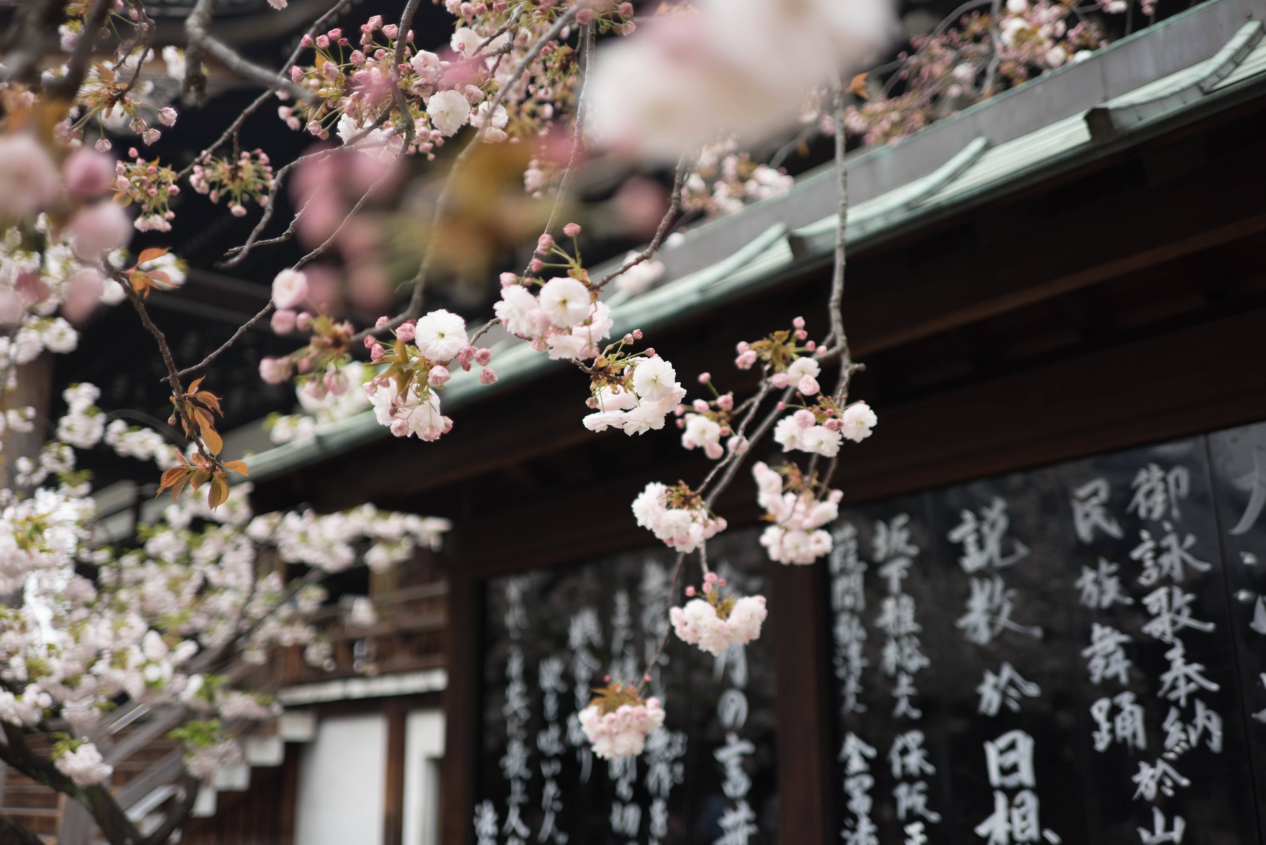 粉紅色的櫻花在刻有石碑的日本神社前盛開。