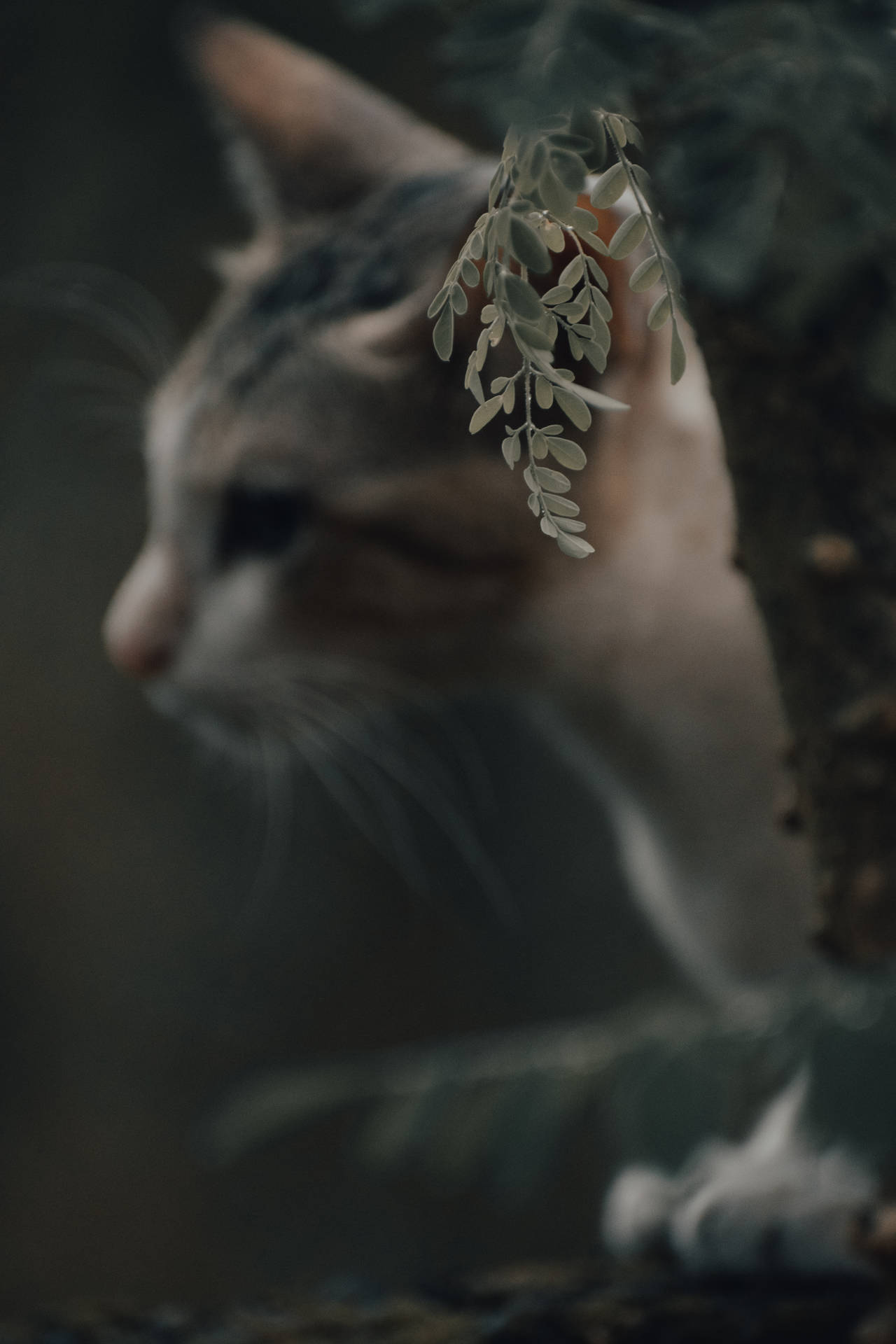 一隻虎斑貓躲在森林的樹葉後面 — 文青貓 GIF 壁紙