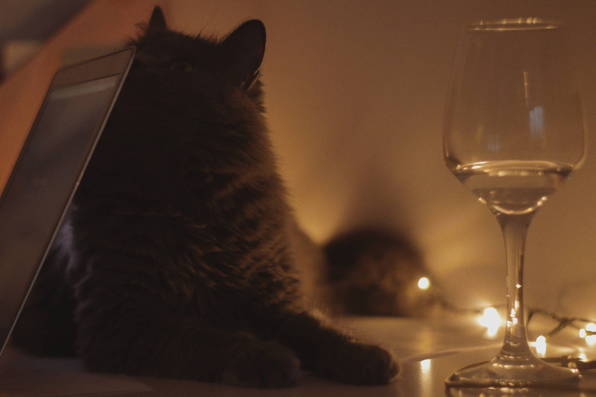 一隻深色貓咪坐在酒杯和平板電腦旁邊，在溫暖的串燈下。 — 文青貓 GIF 壁紙