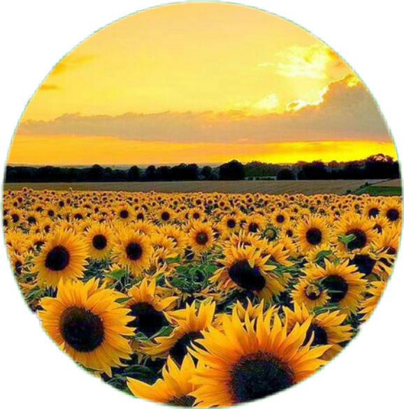 日落向日葵田 壁紙 — 一個圓形視角，廣闊的向日葵田在金色夕陽天空和柔軟雲朵下閃耀。