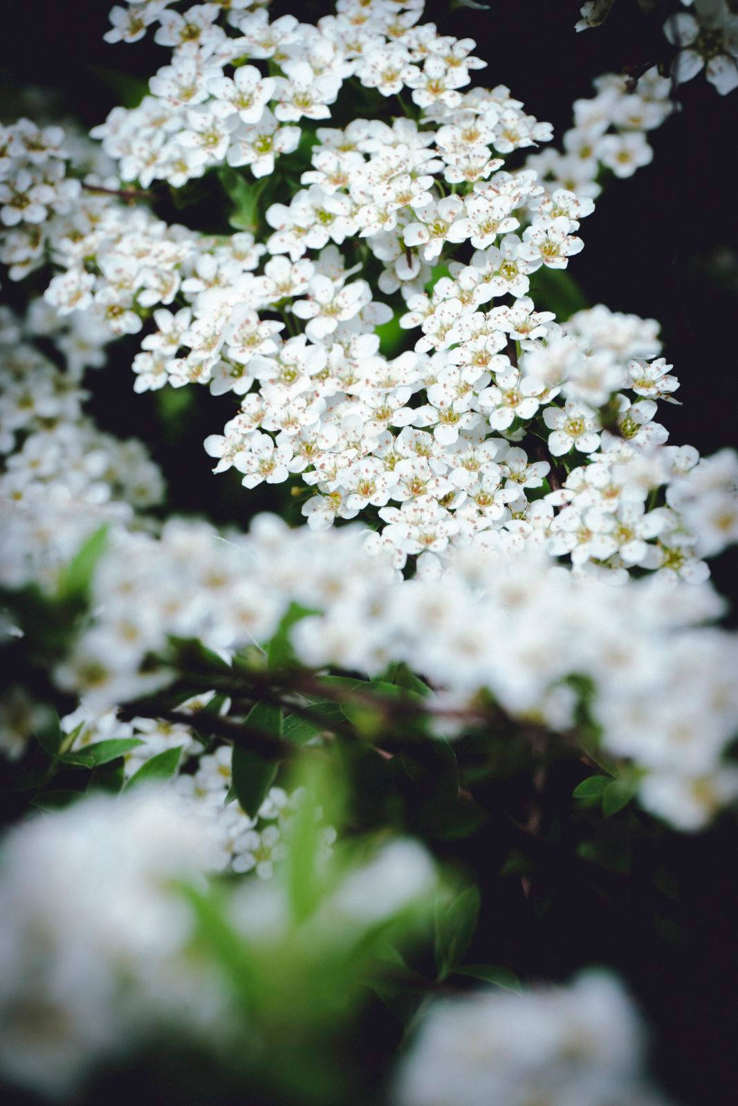 日落度假村——享受自然的悠閒 壁紙 — 暗色模糊背景上，帶有柔軟綠葉的細膩白色花朵特寫。