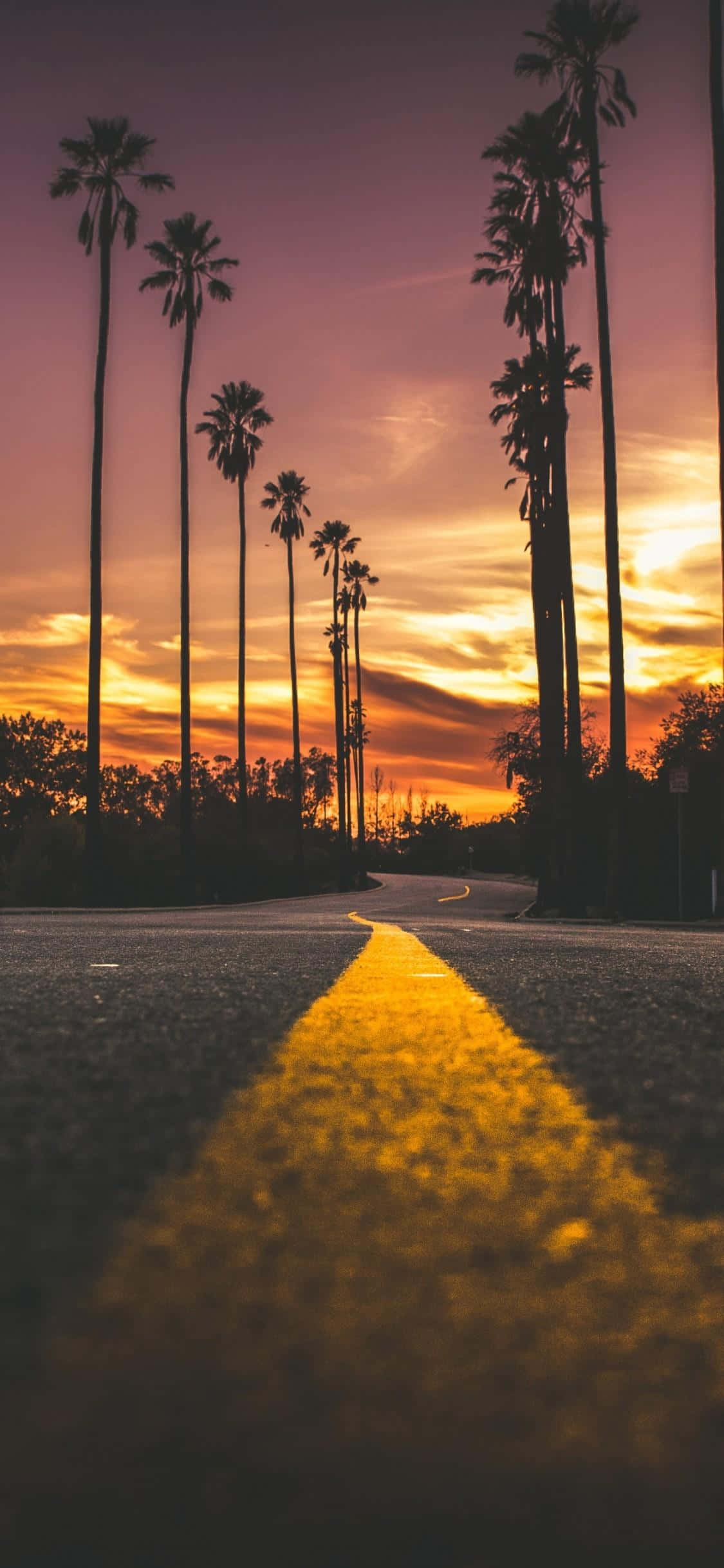Yellow Sunset 桌布 壁紙 — 日落時分，一條蜿蜒的道路兩旁種滿高大的棕櫚樹，發光的黃色中線引向地平線。