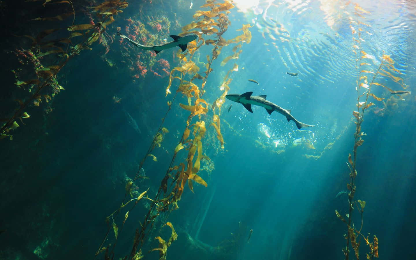 日落時分的壯麗海灘景色 壁紙 — 陽光穿過海藻森林，鯊魚在水中搖曳的金色海藻間優雅滑行。