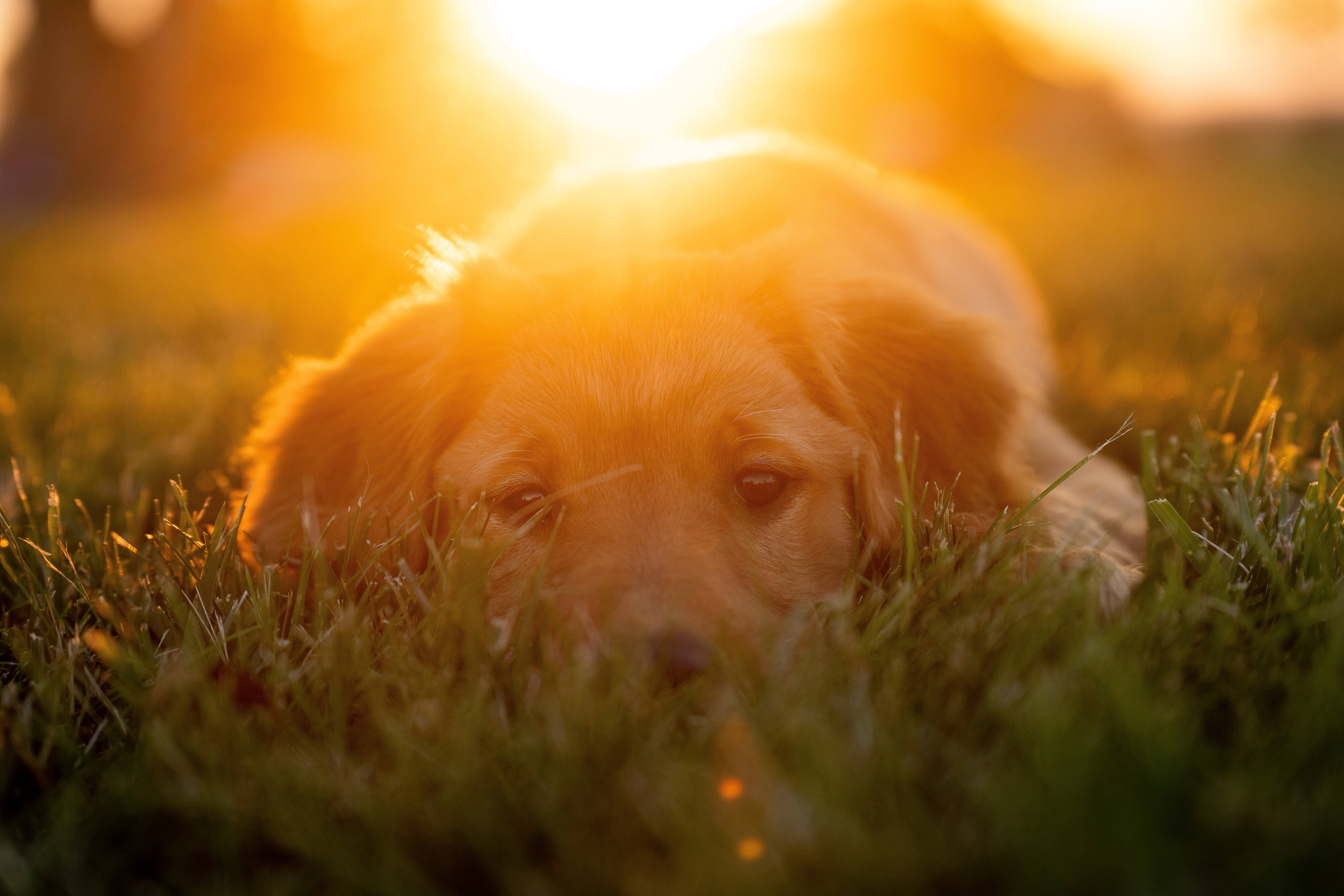日落時分的金毛幼犬 壁紙 — 一隻金毛尋回犬幼犬在陽光普照的草地上平靜地休息，溫暖的光線在牠頭後閃耀。