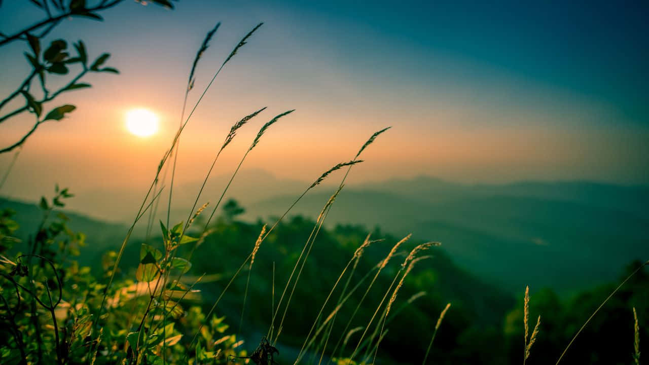 1280x720 桌布 壁紙 — 日落的光芒在遠山背後閃耀，被寧靜山谷中剪影般的草和樹葉所環繞。