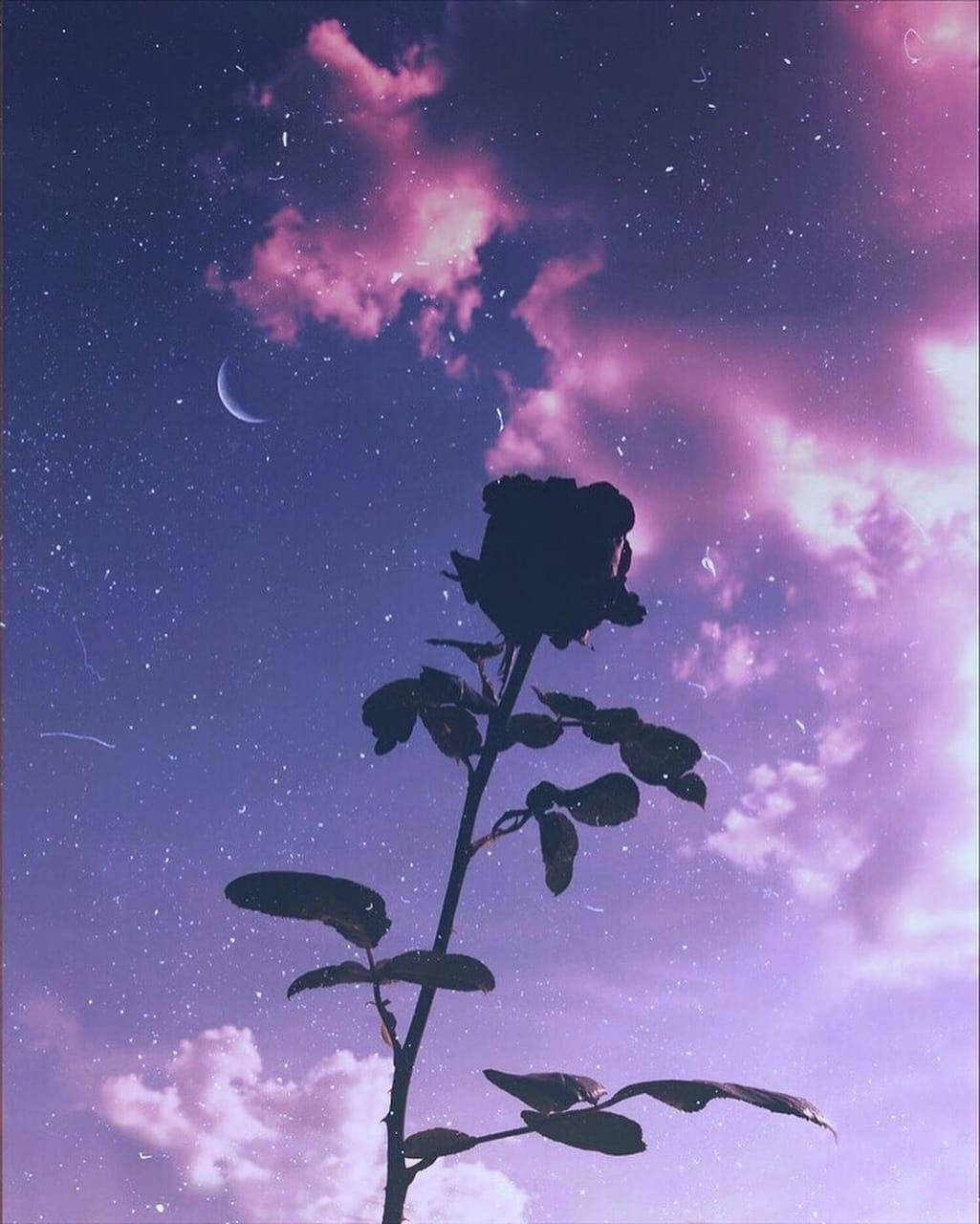 在帶有新月的星空紫色天空背景下，一朵深色玫瑰剪影。