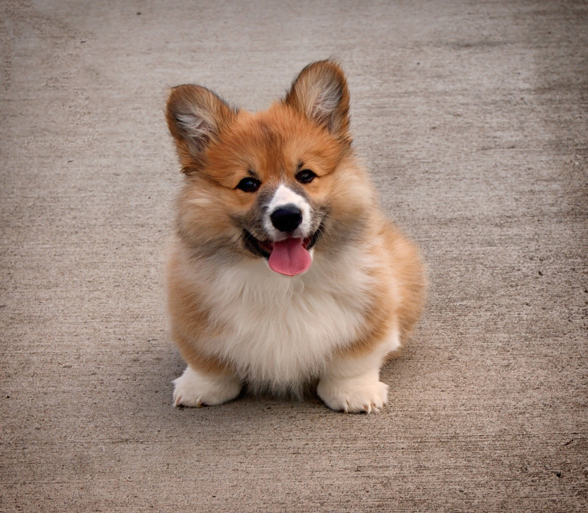 日間顯現棕白毛色的小柯基幼犬 壁紙 — 一隻毛茸茸的哥基幼犬，豎起耳朵，伸出粉紅色舌頭，開心地坐在灰色行人路上。