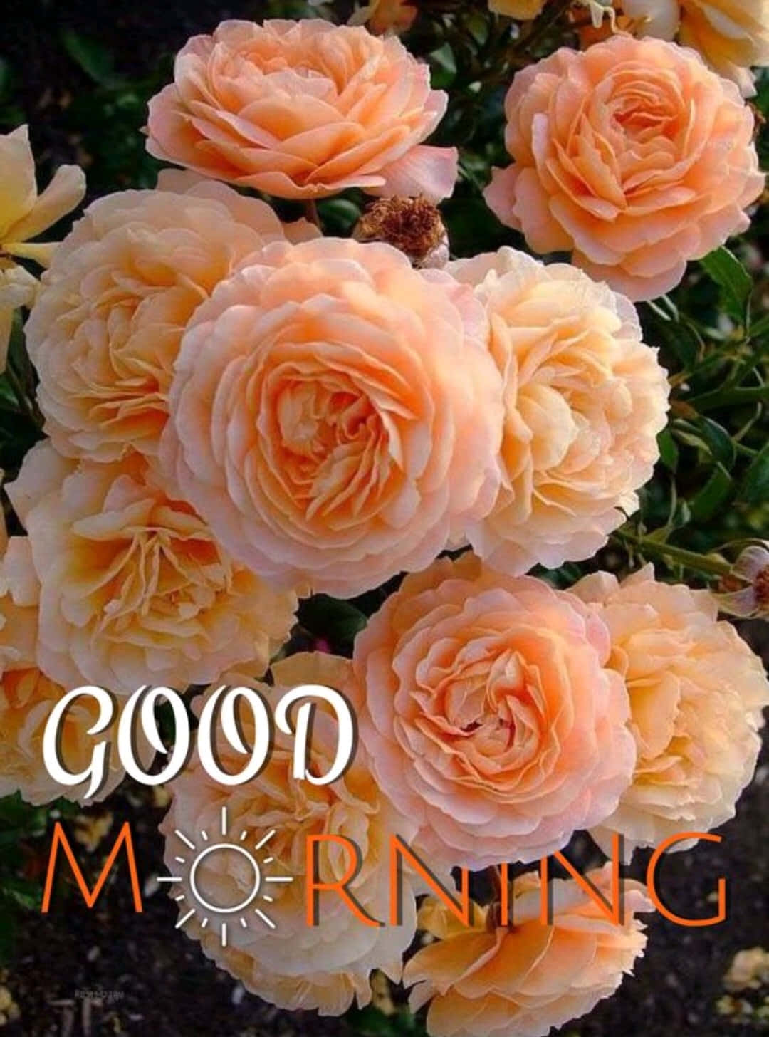 蜜桃玫瑰配綠葉和「GOOD MORNING」文字疊加。