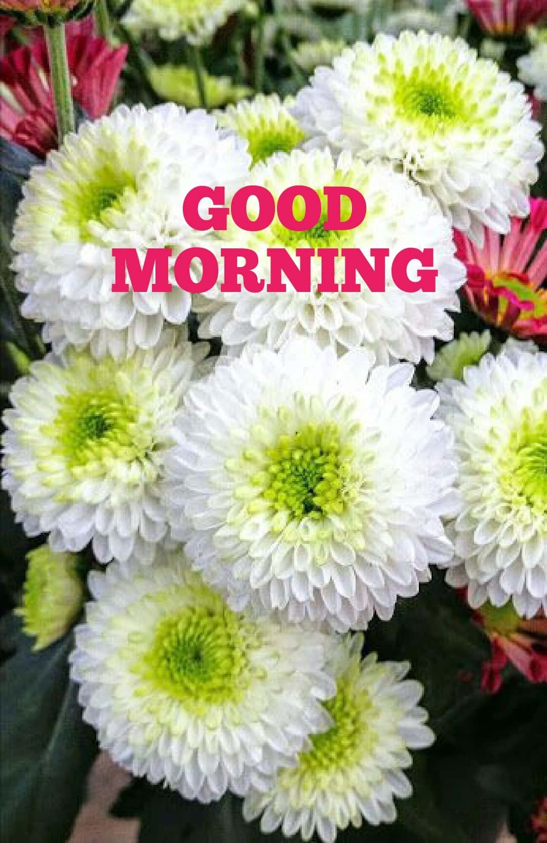 白色菊花帶綠色花心和粉紅色花朵，帶有'GOOD MORNING'文字。