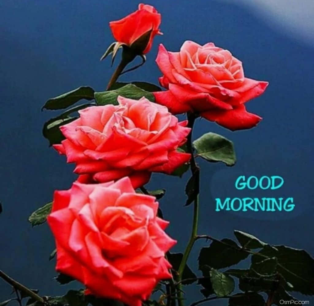 四朵紅玫瑰配綠葉，以及藍色背景上青色的 'GOOD MORNING' 文字。