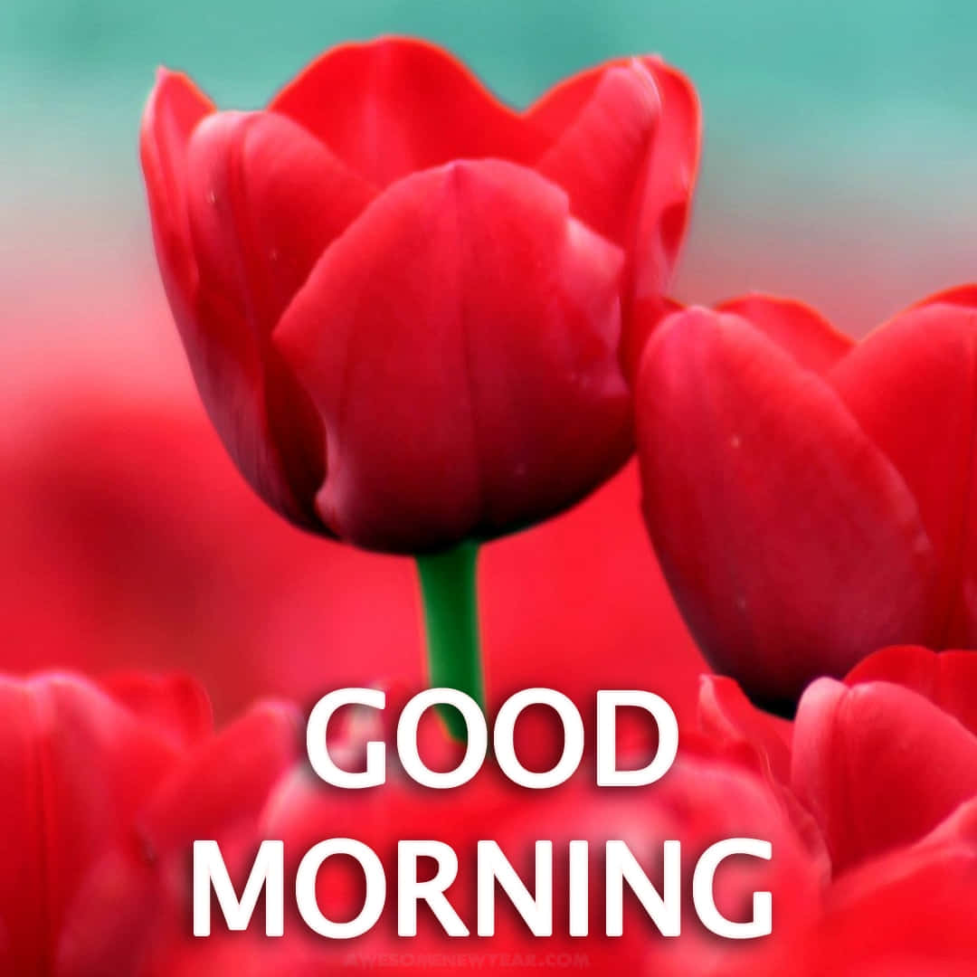 帶有「GOOD MORNING」文字的紅色鬱金香，用於早晨問候。