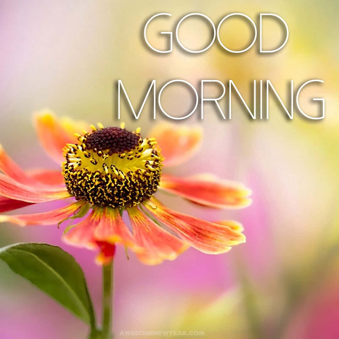 一朵粉紅色和黃色的花朵，帶有'GOOD MORNING'文字，為一天帶來愉快的開始。
