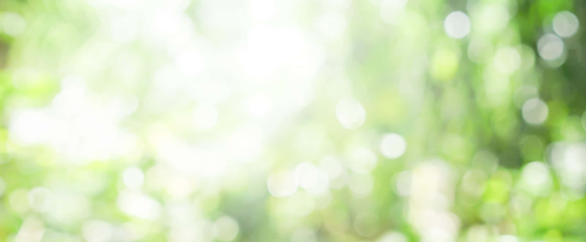 陽光穿過綠葉，營造出柔和模糊的背景。