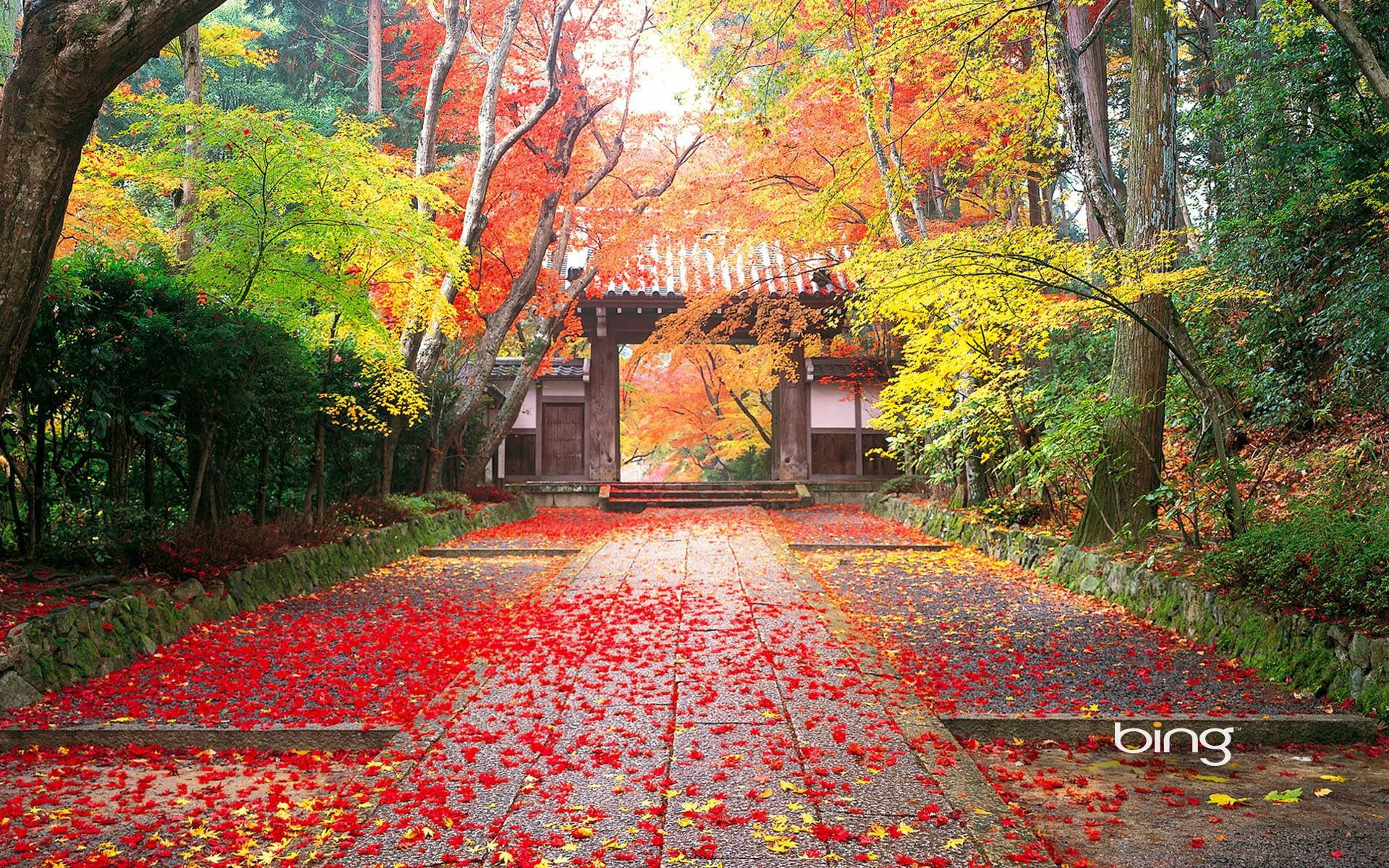 明亮日式自然風景最佳桌面壁紙 壁紙 — 一條鋪滿鮮紅色秋葉的石徑，通往一個被火紅橙色和金色樹葉環繞的傳統木門。