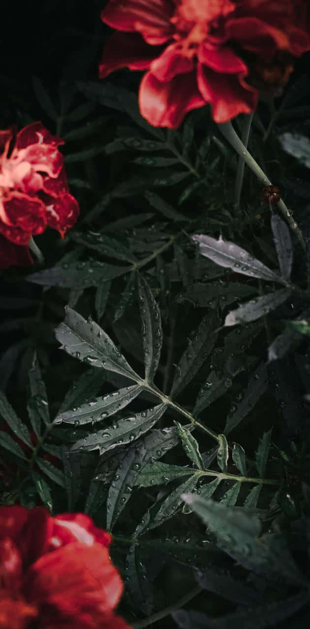 明亮歡愉的美學花卉 壁紙 — 鮮豔的紅花在深綠色葉子中綻放，葉子上閃爍著雨滴，營造出陰鬱的花園場景。
