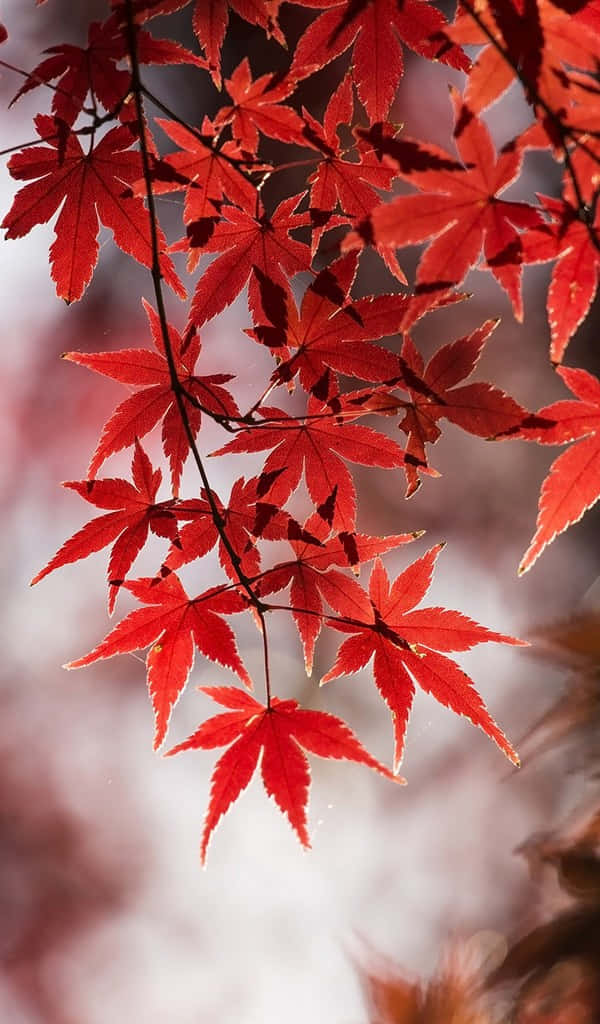 明亮活潑的海濱度假村 壁紙 — 鮮紅的楓葉在柔和模糊的背景襯托下，在清晰的秋光中優雅地懸掛著。