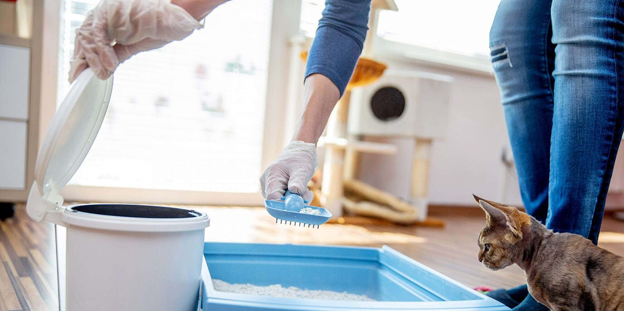 明亮清潔的家居 壁紙 — 一個戴手套的人從白色桶中將貓砂舀到藍色托盤上，一隻無毛貓在附近觀看。