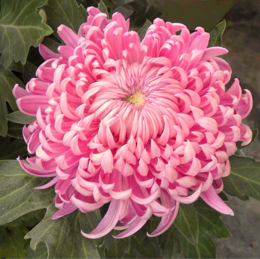 明亮生動的菊花帶來歡快色彩 壁紙 — 一朵充滿活力的粉紅色菊花，帶有褶邊花瓣，在深綠色葉子的背景下盛開。