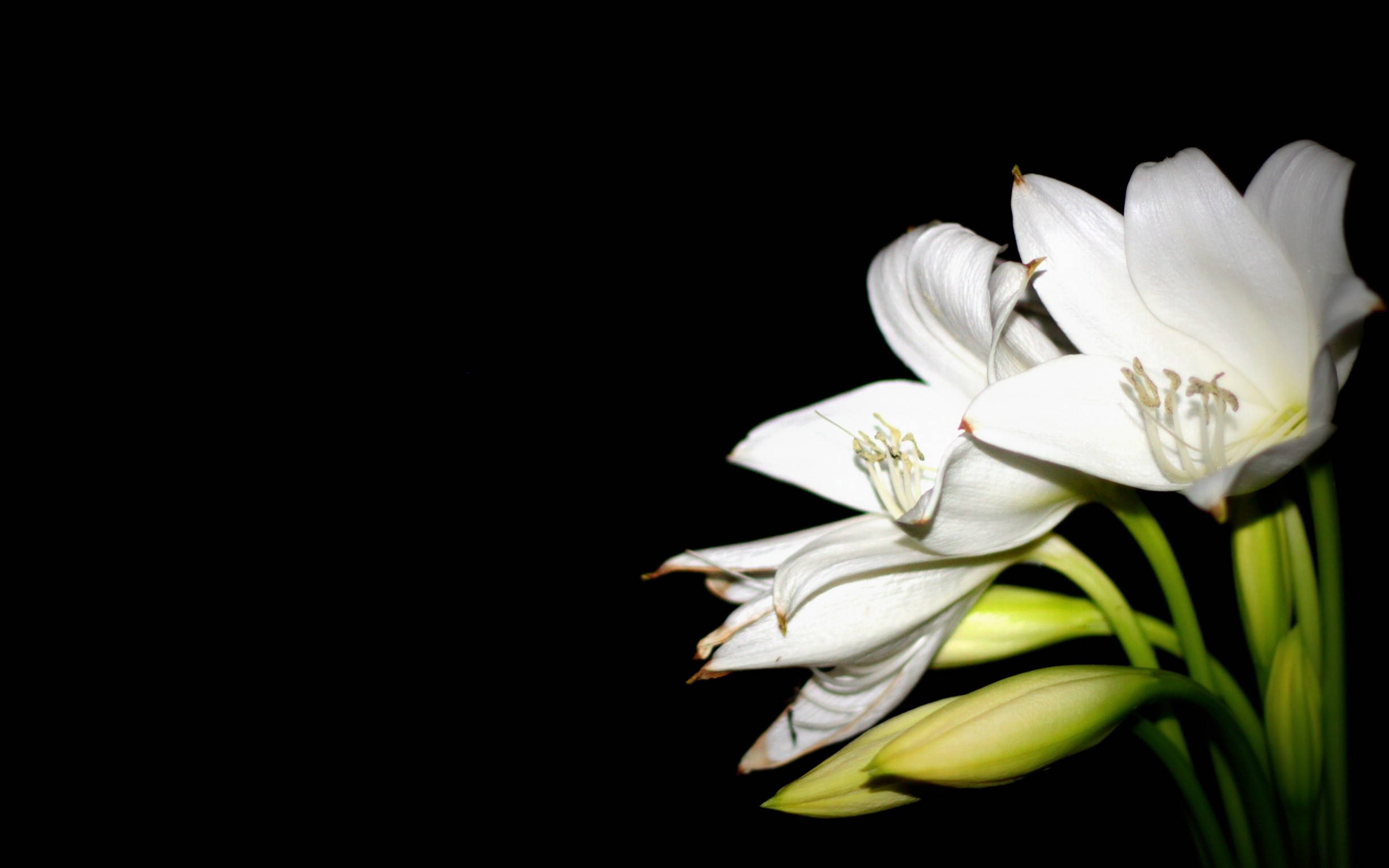明亮白百合花蕾 壁紙 — 優雅的白花在純黑背景上綻放，柔和光線突顯精緻花瓣和綠色莖幹。
