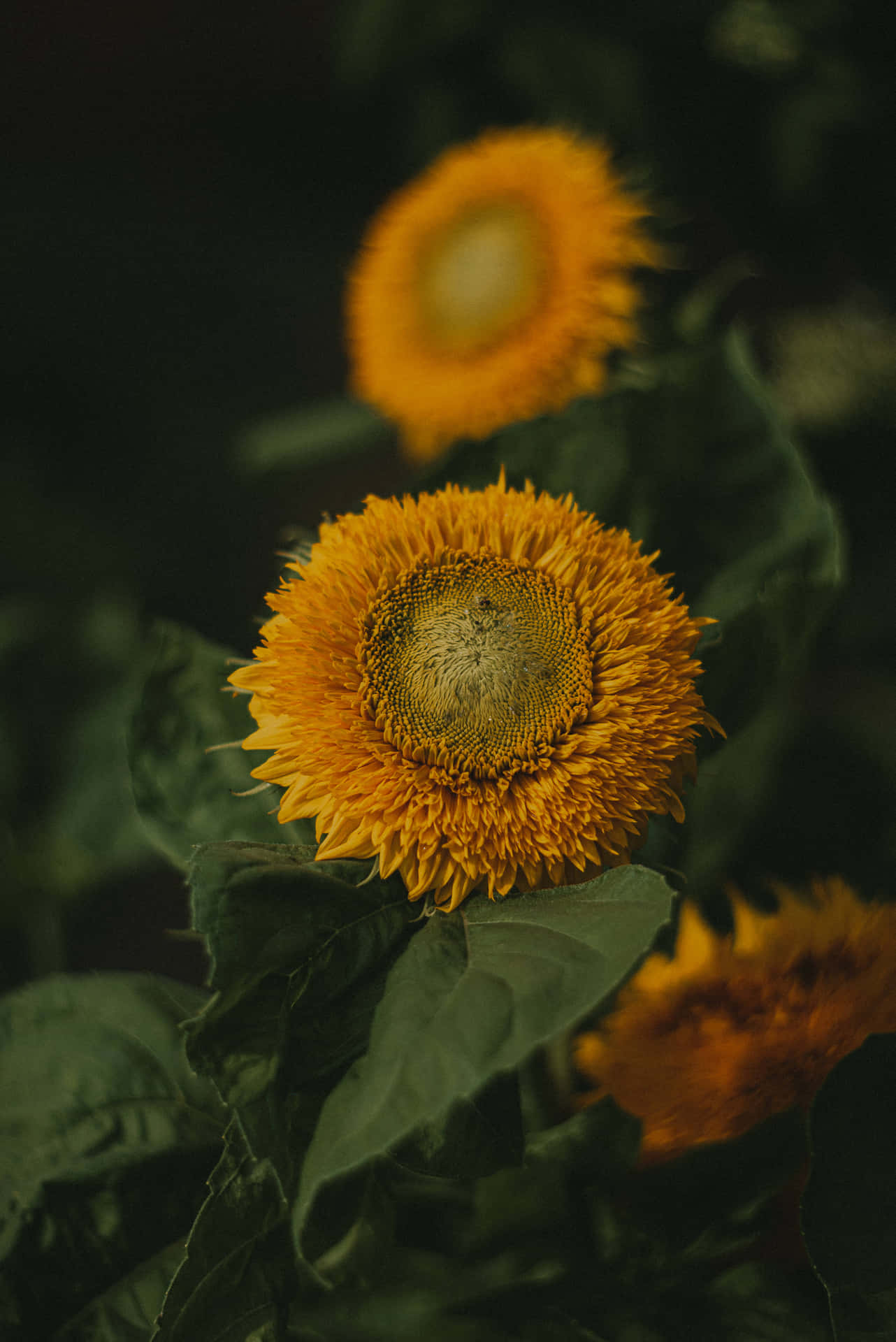 黃昏時分，花園中一朵金色花瓣和深綠色葉子的向日葵特寫。