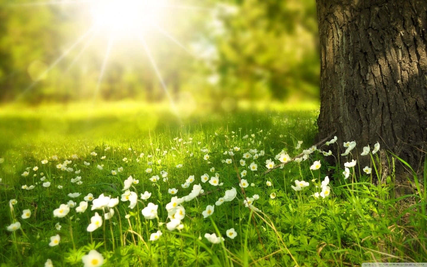 陽光穿過樹木，灑在樹幹附近的一片白色花朵和綠色草地上。