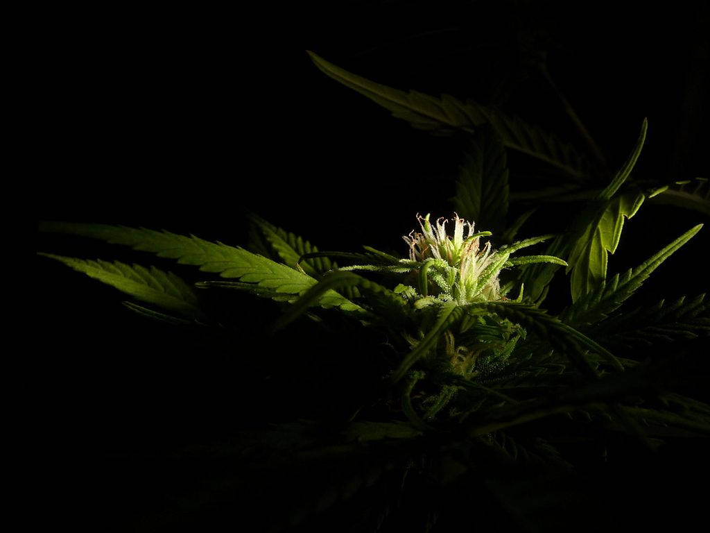 在黑色背景下照亮的大麻植物特寫。