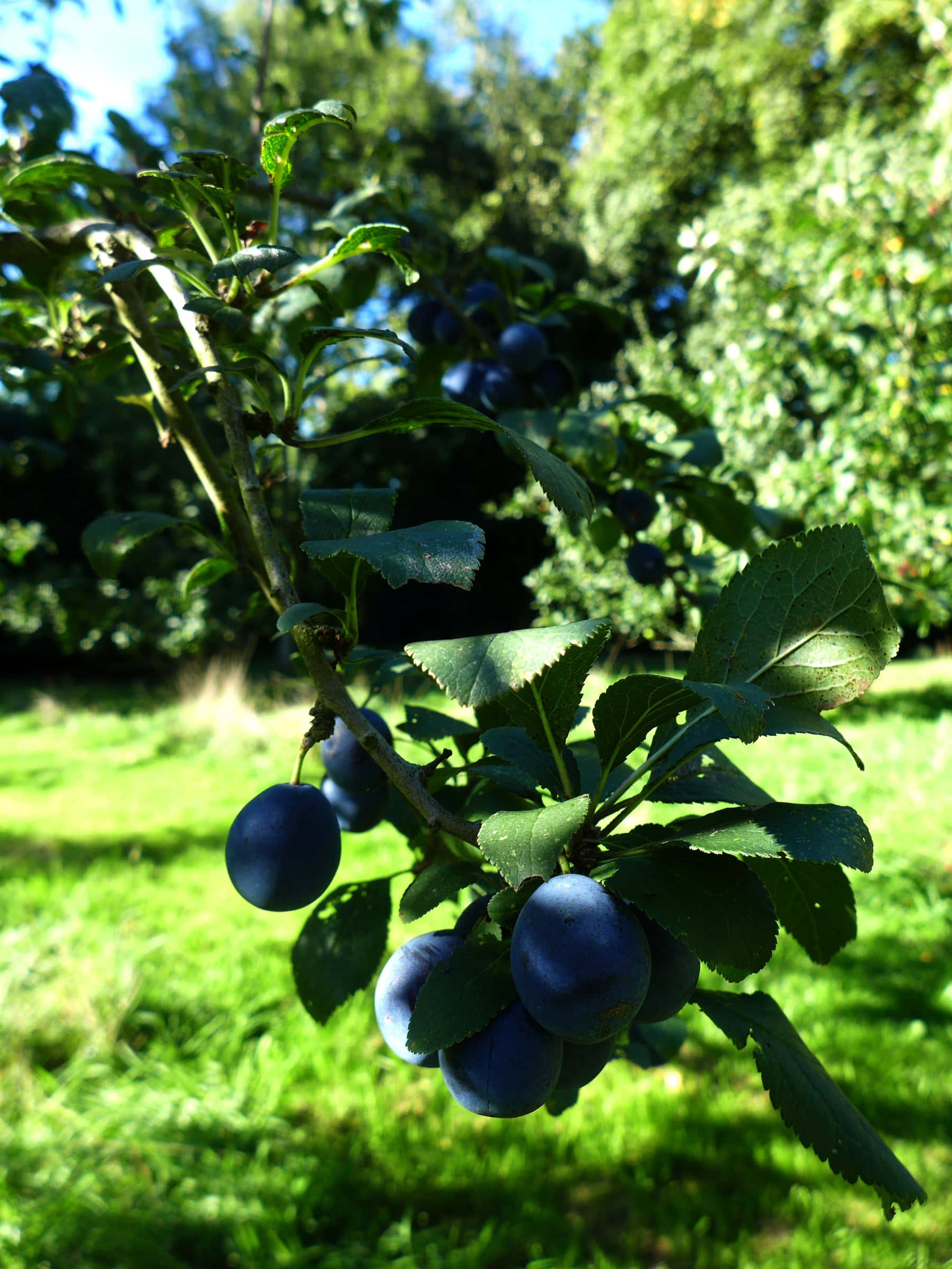 昏暗光線下的 Damson 梅子簇 壁紙 — 成熟的深紫色李子沉甸甸地掛在陽光照耀的樹枝上，周圍是茂密花園中充滿活力的綠葉。