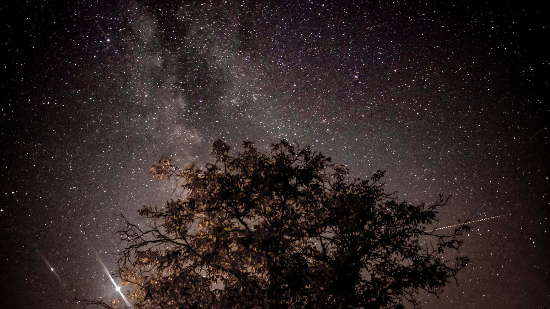 樹影襯托繁星夜空，銀河系清晰可見。